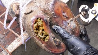 SHOCKING truth about cutting and trimming cow hooves many screws stuck in the hooves  4K [upl. by Ilegna]