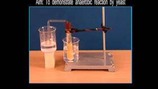 Science Experiments  To Demonstrate Anaerobic Reaction By Yeast [upl. by Mady]