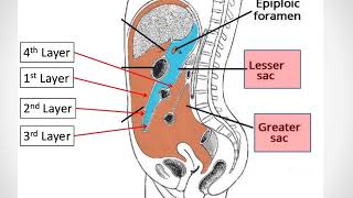 Anatomy of Peritoneum [upl. by Etnelav865]