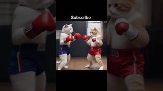 Boxing Cat cat kitten cute shorts [upl. by Culver]