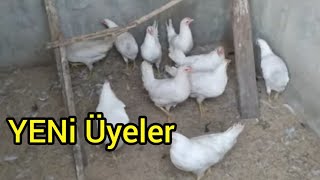 YENİ LİGORİN TAVUKLARI GELDİ [upl. by Sokcin206]