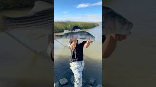 Catching 30 inch striped bass fishing fish stripedbass gonefishing [upl. by Kahaleel369]