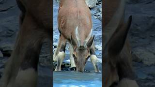 Little ibex comes from high mountains to drink water ibexgoat animals shorts [upl. by Avuha246]