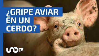 Primer caso de gripe aviar en un cerdo es detectado en EU [upl. by Zolnay]