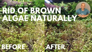 HOW TO get rid of brown diatom algae  aquascape update 2021 [upl. by Larry]