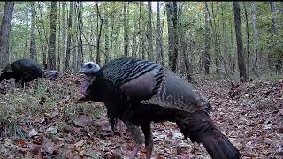 Three wild turkey gobblers in the Alabama woods November 2024 [upl. by Ardnaid]