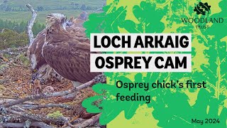 Osprey chicks first feed  Loch Arkaig Osprey Cam [upl. by Sklar]