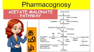 acetate malonate pathway  pharmacognosy2  Unit 1  tamil [upl. by Annoirb]