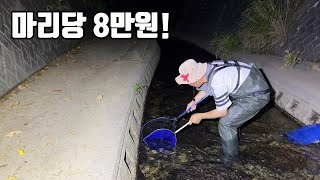 여긴 완전 노다지네요 환상의 맛을 가진 고급해산물이 바글바글 진짜 원없이 먹었습니다 ㅎㅎ [upl. by Caria111]