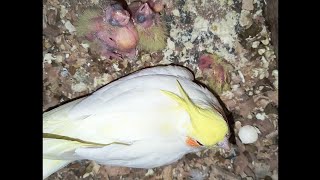 Dekho Cockatiel apne bacho ko kese feed karate hai  Cockatiel caring Aasiyaexotic [upl. by Eelyac337]