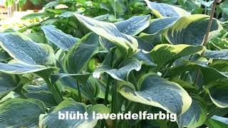 Hosta First Frost [upl. by Wilow]