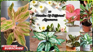 22 Different Varieties Of Aglaonema They Beautiful and Awesome Aglaonema PlantFlowers Gardens [upl. by Hollyanne202]