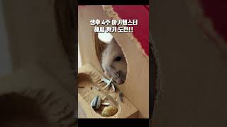 생후4주 아기 햄스터 해씨 까기 도전 4 weeks old baby hamster sunflower seed peeling [upl. by Cly]