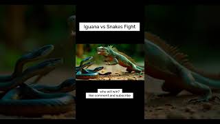 Iguana vs Snakes Fight iguana snakefight scary [upl. by Lotsirhc716]