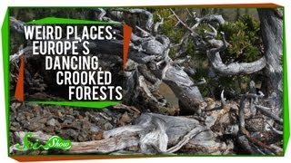 Weird Places Europes Dancing Crooked Forests [upl. by Acim]