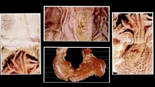 NonRuminant Stomach of Horse Pig and Dog Splanchnology by Dr Nidhi Gupta  NDVSU [upl. by Hanafee135]