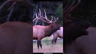 Awesome Bull Elk Herding Bugling and Chuckling During the Rut [upl. by Nois]