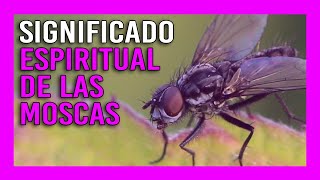 «【 Moscas 】» Significado Espiritual  Soñar con Moscas  Totém Mosca [upl. by Frodin372]