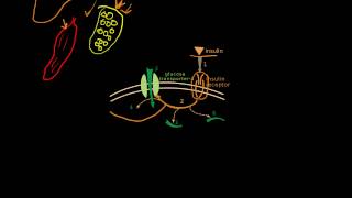 Anatomy and Physiology of the Pancreas Animation [upl. by Lazos]