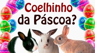 A Verdadeira Páscoa Cristã  Paródia de Coelhinho da Páscoa  PLAYBACK  HD [upl. by Ocana]