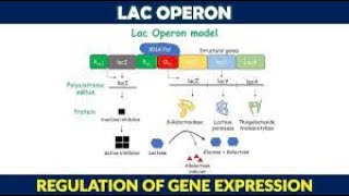 Lac operon [upl. by Ellissa197]