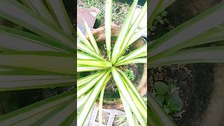 Pandanus Veitchii commonly known as the quotScrew Pinequot plant propagation amp care gardening shorts [upl. by Venuti]