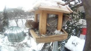 Feldsperling Spatz Blaumeise Kohlmeise und Kernbeisser am Vogelhaus  Fütterung [upl. by Necaj]