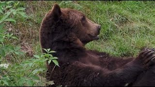 The Grizzly Bear Attack On November 2nd 2024 Near Placid Lake Montana [upl. by Cnahc]