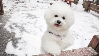 BICHON FRISE in the snow  The Cutest White Fluffy Dog [upl. by Larrej]