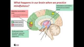 What happens in our brain when we practice mindfulness [upl. by Eenrahc87]