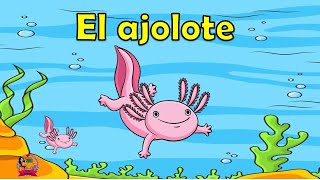 El ajolote [upl. by Leacim]