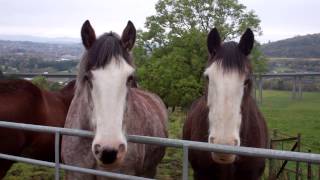 Clydesdale Horses Friarton Perth Perthshire Scotland October 23rd [upl. by Atorod]