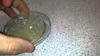 Culture a Bacteria on Agar quotMicrococcus luteusquot [upl. by Mayhs]