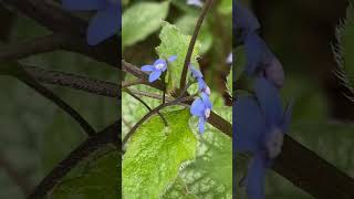 Jack Frost Heartleaf Brunnera This is so beautiful in summer The leaves will still get larger [upl. by Cerracchio]