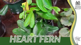 HEART FERN Information Description amp More Hemionitis arifolia [upl. by Akinor276]