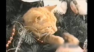 Lustige Videos 2019 Beste Lustige Katzen Video Witzig Katze Schlägt Fehl Zusammenstellung [upl. by Bobbie111]