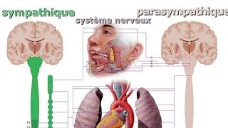 Système sympathique et parasympathique suite 🚨🚨💥💥 [upl. by Eastlake]