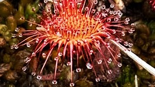 Temperate Sundew  Drosera care over winter [upl. by Swor]