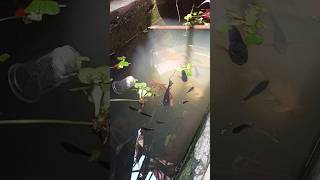 Fish Vlog  aquarium Setup video  Molly Fish  mollyfish aquarium petsvlog shorts [upl. by Ramon21]