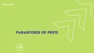 Insect Parasitoids Important Natural Enemies of Pests [upl. by Bonneau147]