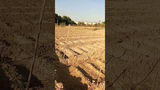 STAKING OF PEAS MATAR  WINTER VEGETABLES  PAKISTAN [upl. by Bettzel]