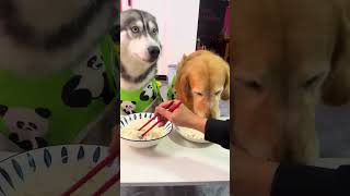 This dog has so many thoughts He is so smart Video of the daily life of a golden retriever Th [upl. by Mathias]