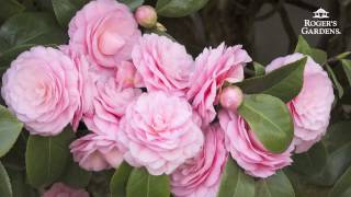 Gardening 101 Series  How to Plant amp Maintain a Camellia [upl. by Buckden]