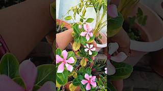 How to cross pollination vincatrending gardenplants flowers viralshort [upl. by Smaj257]