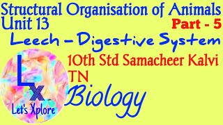 10th std Biologyunit 13 Structural organisation of animalsLeech digestive systemSamacheer Kalvi [upl. by Daniyal825]