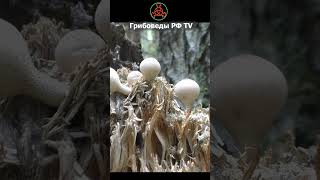 Дождевик грушевидный Lycoperdon pyriforme  съедобный гриб mushroom грибное кино Lycoperdon [upl. by Ennire721]