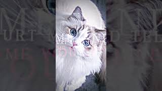 I love white cats template cat cutecat catedit capcuttemplate template catstudio [upl. by Mariken]