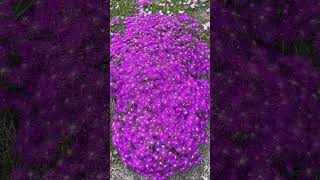 Delosperma vygies ice plants in full bloom in my South African Garden in New York USA [upl. by Villiers]