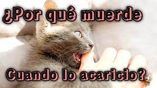 ¿Por Qué los Gatos Muerden al Ser Acariciados🐱 [upl. by Adianes]