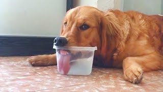 These Funniest Golden Retrievers will have you in Stitches 🤣 Funny dog videos 2024 [upl. by Darice]